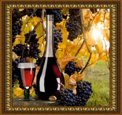 O-543 "Солнечный виноград" (Милато)